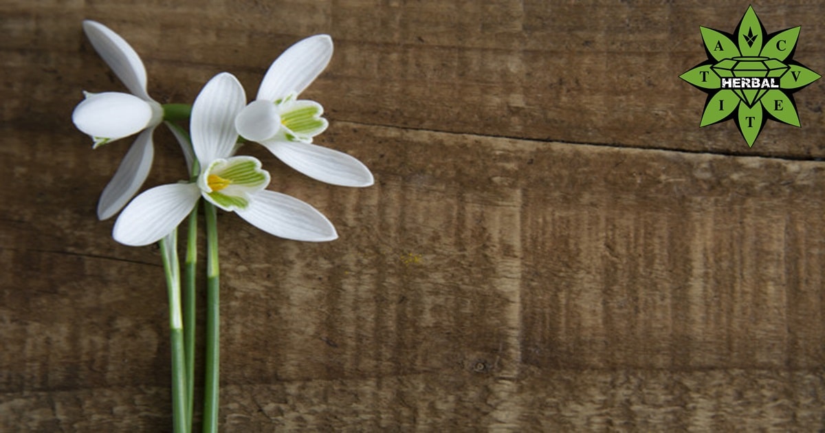 Bucaneve (Galantamina, Nivalin) - Benefici e Proprietà Curative