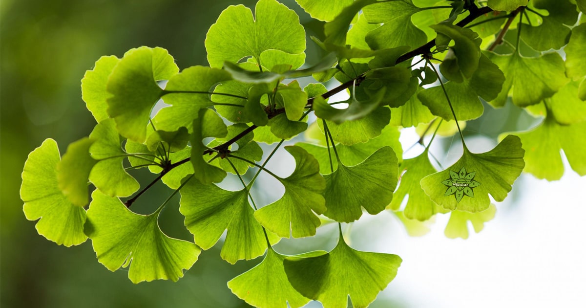 Ginkgo Biloba - Benefici e Proprietà Curative