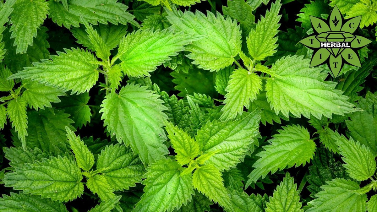 Ortica (Erba Bruciante, Lestica Urticante) - Benefici e A Cosa Aiuta?