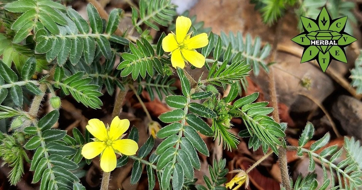Tribulus Terrestris (Denti della Nonna) – erba per la libido e la vitalità maschile